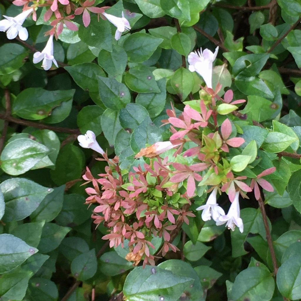 Abelia 'Canyon Creek'