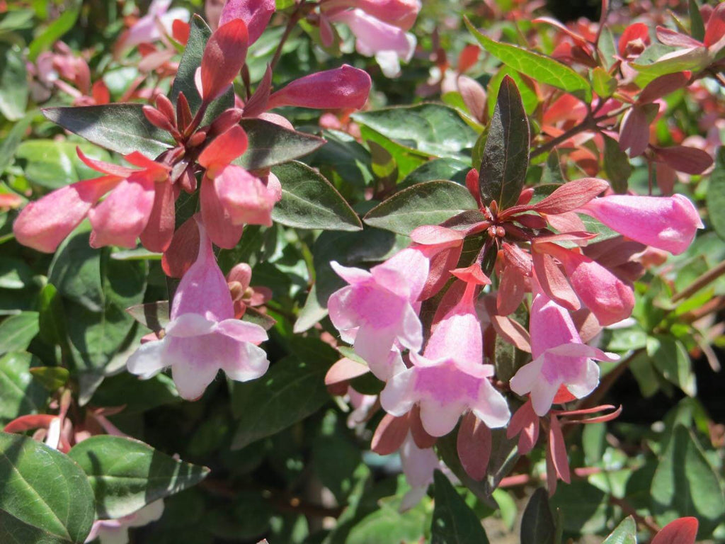 Abelia 'Edward Goucher'