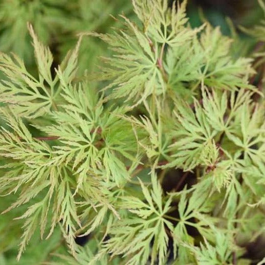 Emerald Lace Japanese Maple