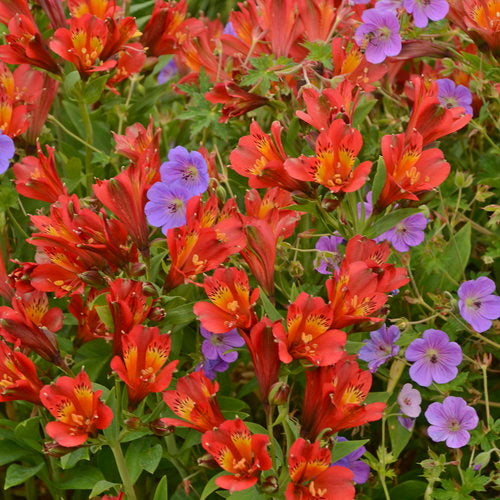 1 Gallon Pot: Alstroemeria 'Inca Joli' Pp22267 Peruvian Lily