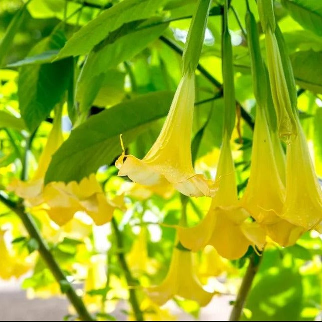 Angel's Tear Trumpet