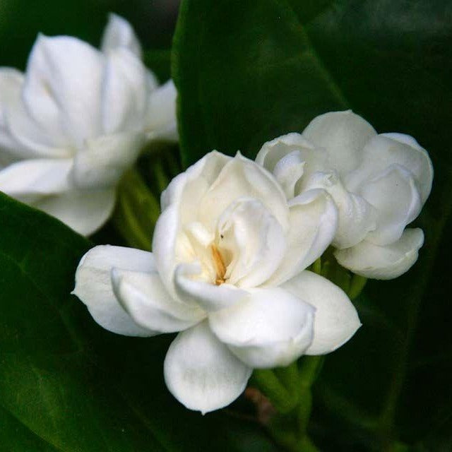 (1 Gallon) Arabian Jasmine Aka Jasminum Sambac