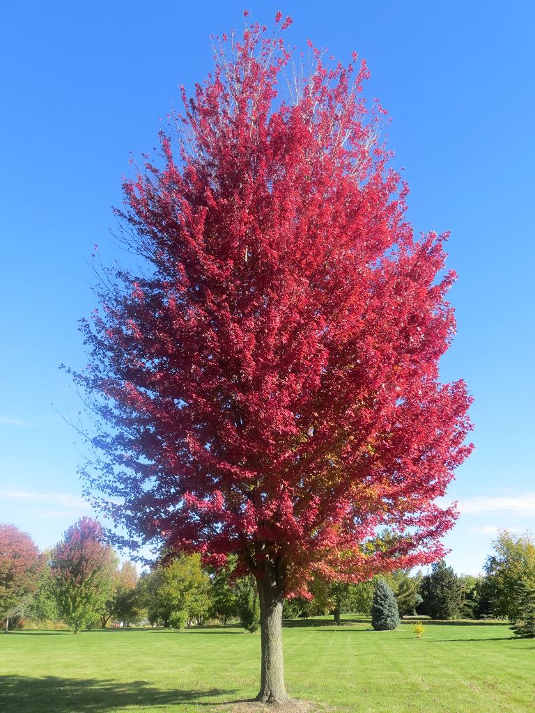 Autumn Blaze Maple Tree