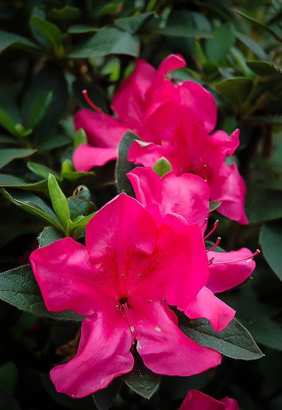 Autumn Sangria Encore Azalea