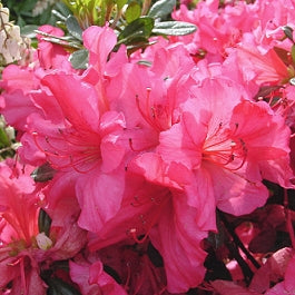 Girard'S Rose Azalea- Dwarf, Deep Rose Red Blooms, Evergreen Shrub, Cold Hardy