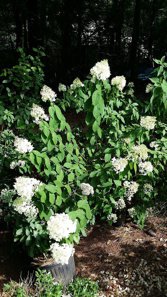 Chantilly Lace Hydrangea