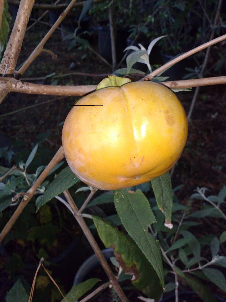 Fuyu Japanese Persimmon- Reddish Orange Fruit, High In Fiber and Vitamins. Non-Astringent, Firm-Fleshed Fruit