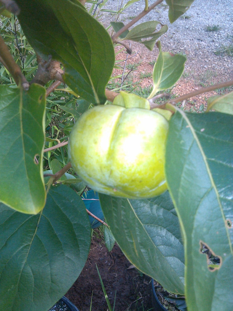 (3 Gallon) Hana Fuyu Japanese Persimmon - Large Reddish Fruit, Looks Like Squat Tomato