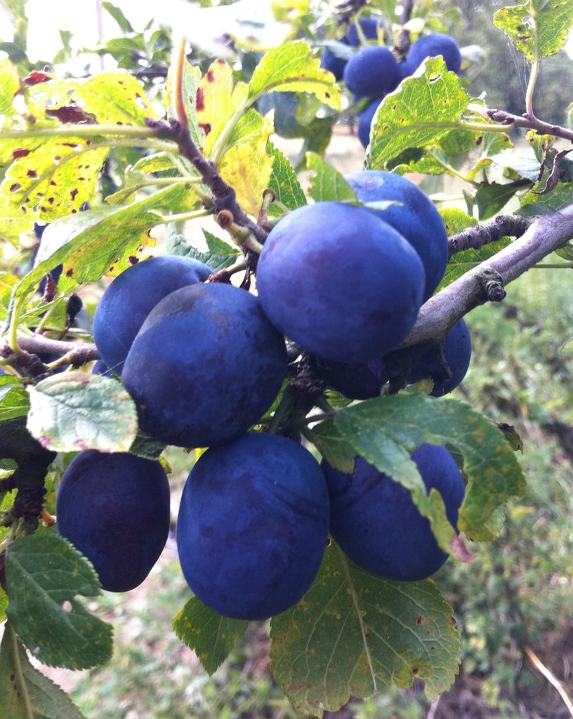 Blue Damson Plum Tree