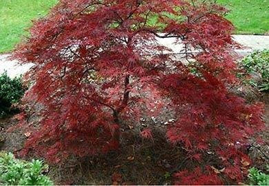 (1 Gallon) Dragon Tears Japanese Maple