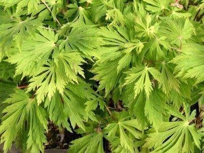 (1 Gallon) Green Cascade Japanese Maple