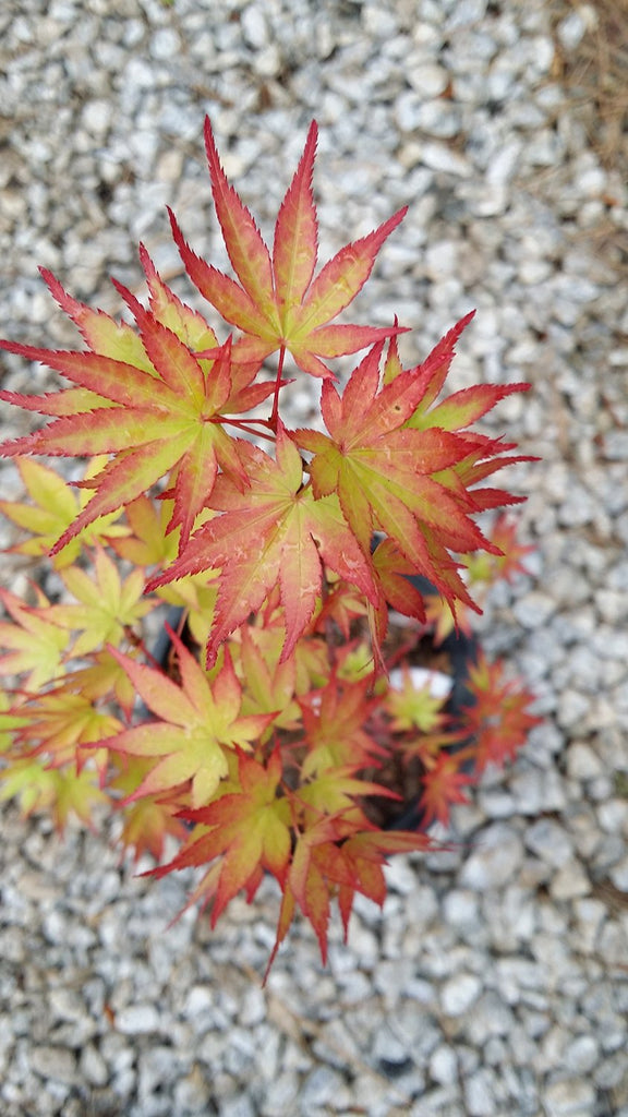 (1 Gallon) Coonara Pygmy Japanese Maple