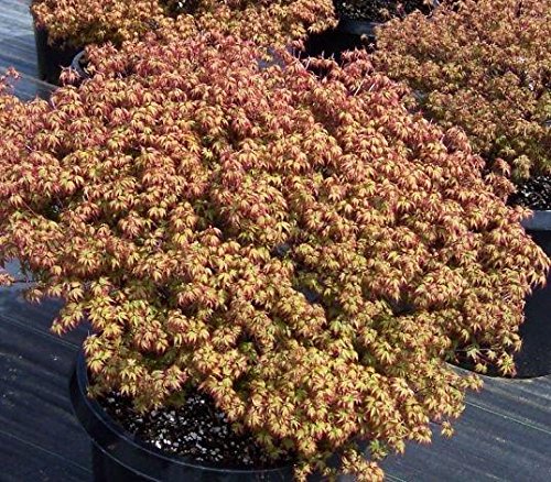 (1 Gallon) Murasaki Kiyohime Dwarf Japanese Maple