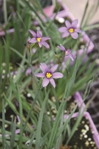 (10 Count Flat of 1 Quart Pots) Blue-Eyed Grass: Sisyrinchium Angustifolium 'Blue Note'