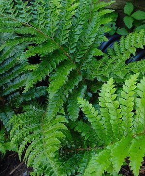 (1 Gallon) Tassel Fern, Polystichum Polyblepharum Means "Many Eyelashes". Gorgeous, Deep, Glossy Green Leaves, Hardy To Zone 5