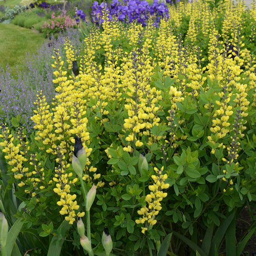 Baptisia Decadence® Lemon Meringue PP24280 False Indigo Proven Winners