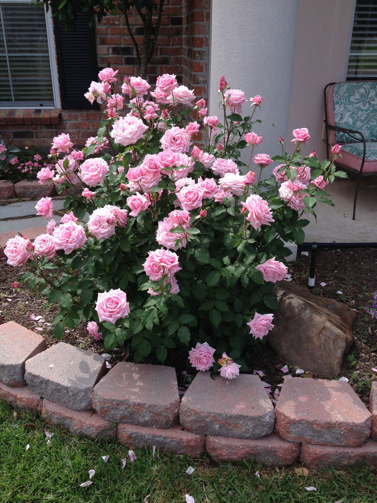 (2 Gallon) Belinda Dream Rose