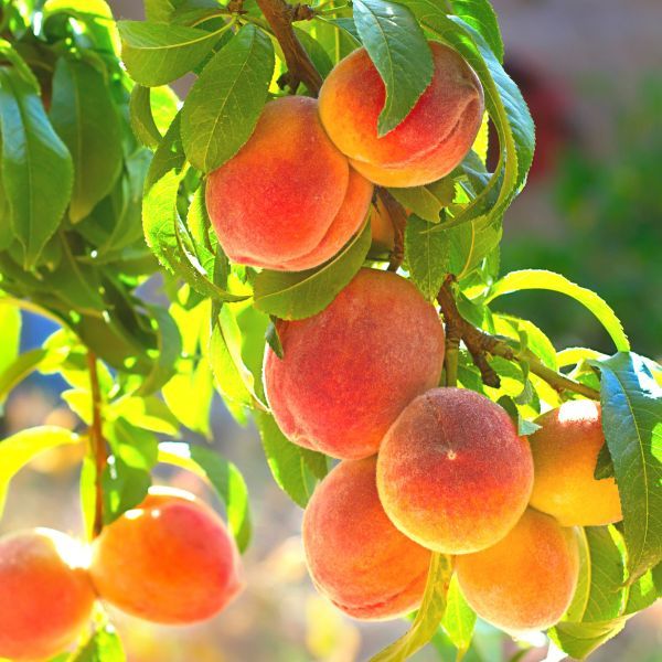 La Feliciana Peach Tree