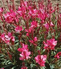 (1 Gallon) Gaura Belleza Series Dark Pink Ppaf Butterfly Gaura