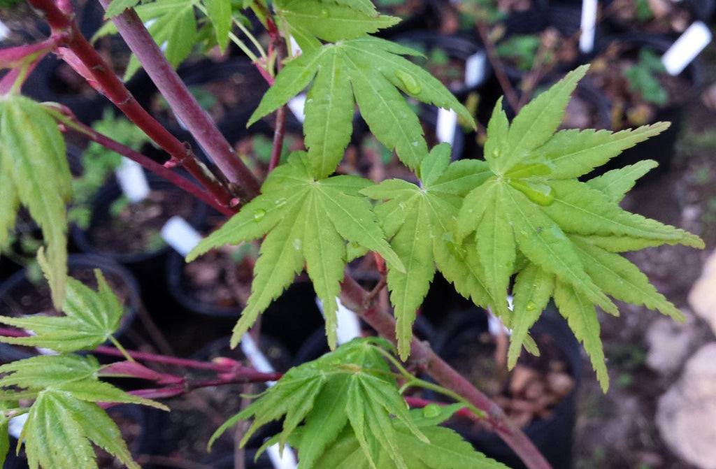 (1 Gallon) Beni Kawa Japanese Maple Tree