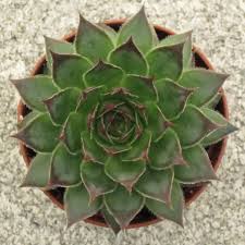 (10 Count Flat - 4.5 Inch Pots), Sempervivum Black\