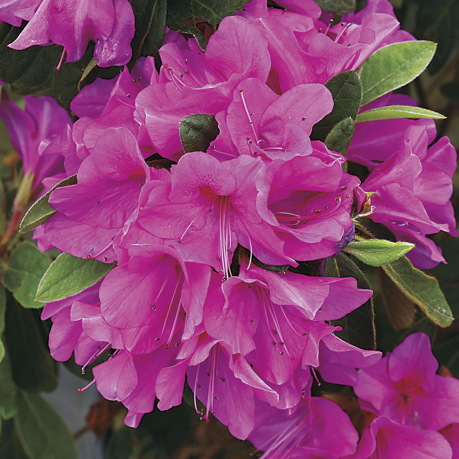 Azalea Bloom-A-Thon Lavender Azalea Rhododendron