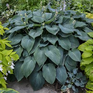 1 Gallon Pot: Hosta 'Blue Angel'. Plantain Lily