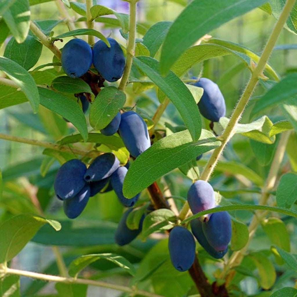 Borealis Honeyberry