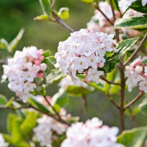 Carlessi Viburnum