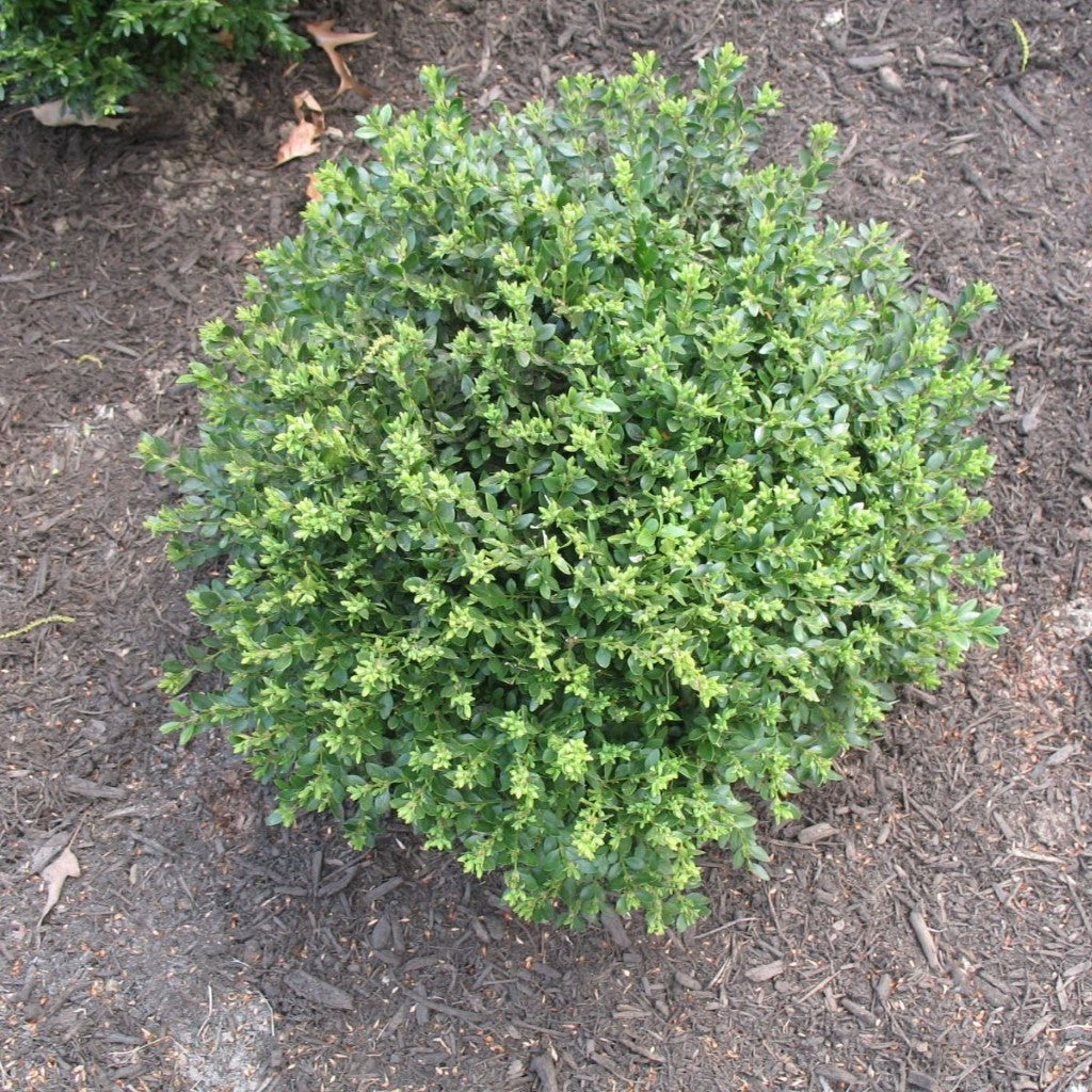 Chicagoland Green Boxwood