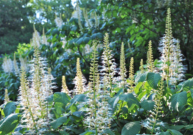 (2 Gallon)White Buckeye (Bottlebrush Buckeye)-Native Tree-Creamy White To Light Yellow Panicles of Flowers