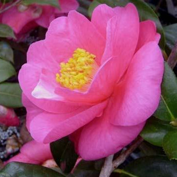 Lavender Prince II Camellia