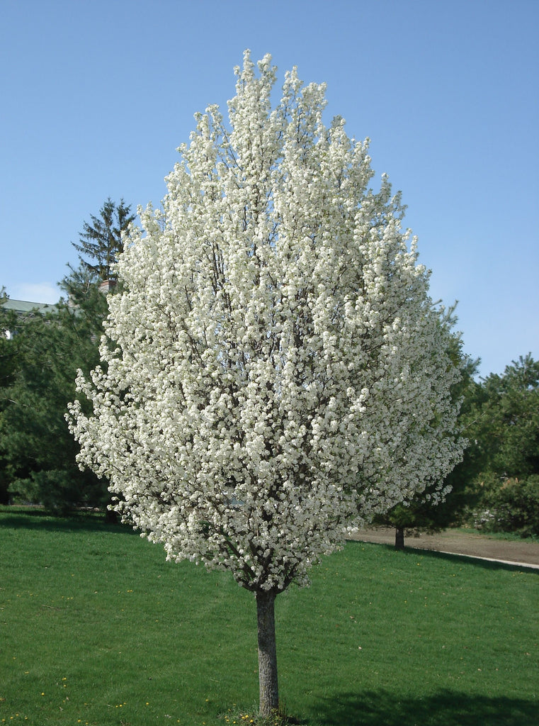 Cleveland Pear Tree