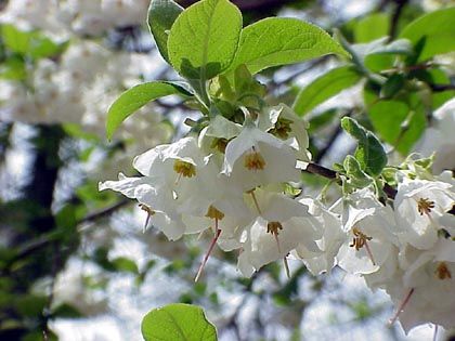 (1 Gallon) Carolina Silverbell