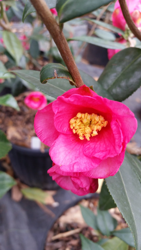 Camellia Crimson Candles-Small Bright Rose-Red Blooms