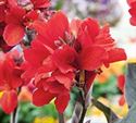 1 Gallon Pot: Canna 'Red Velvet' Dwarf Canna Lily. Dark Red Leaves with Dark Red Flowers. Dwarf Variety.