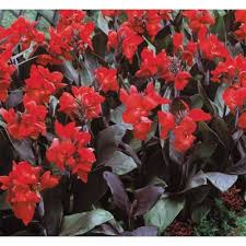 Canna Cannova® Bronze Scarlet Canna Lily