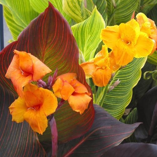 Canna Tenerife Canna Lily