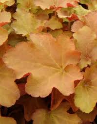 (1 Gallon) Heuchera X Villosa Caramel Pp16560