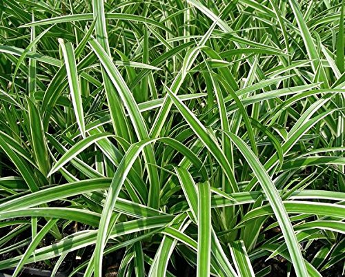 Carex Morrowii Ice Dance Sedge- Morrow'S Sedge Has Variegated Foliage, Dark Green with White Margins, Flowers Are Brownish.