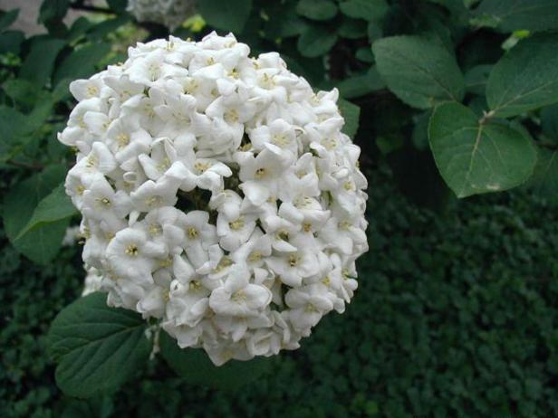 Carlcephalum Viburnum