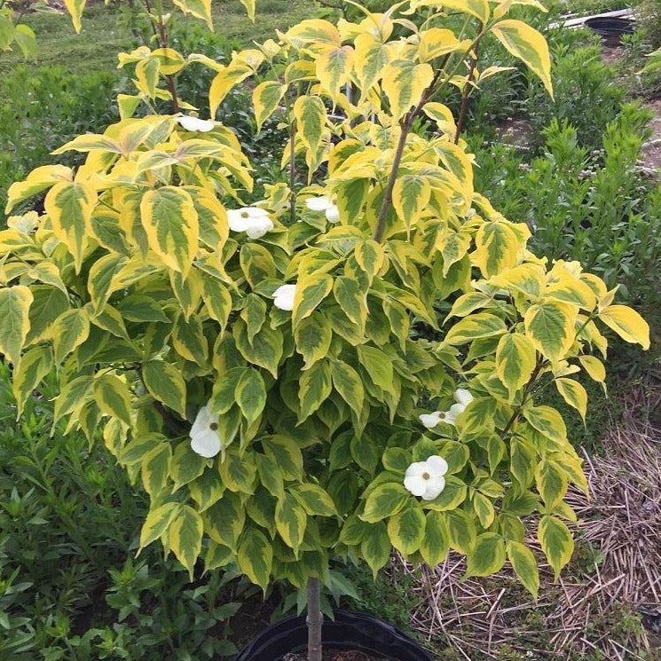 Dogwood Celestial Shadow (Hybrid) Tree