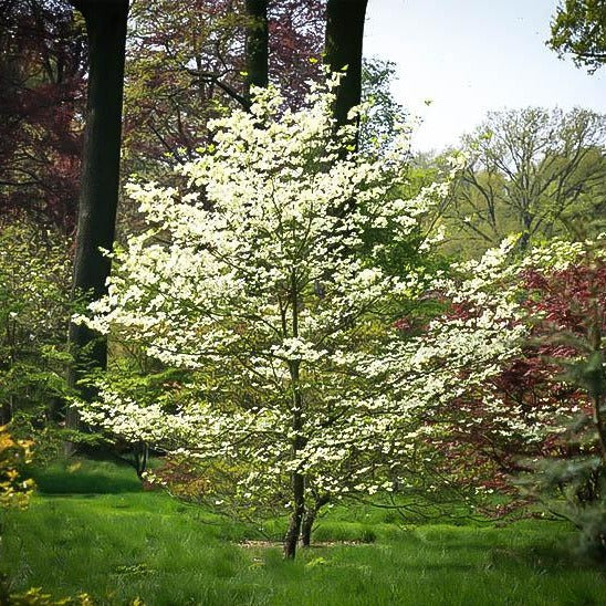 Super Cherokee Princess Dogwood