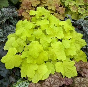 Quart Pot/10 Count Flat: Heuchera 'Fire Chief' PP21880 Coral Bells