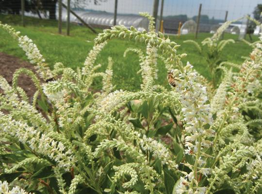 Clethra Novacleein Summer Sparkler White Flower Shrubs