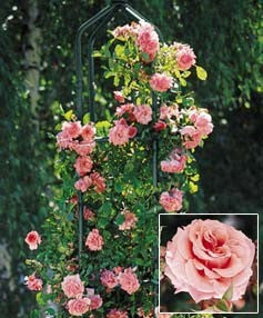 (3 Gallon) Climbing Queen Elizabeth Rose (Rosa)