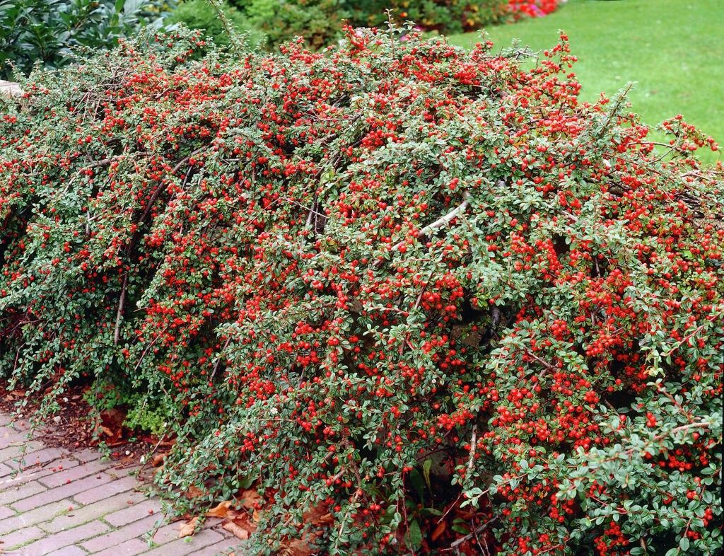 Cotoneaster Repandens