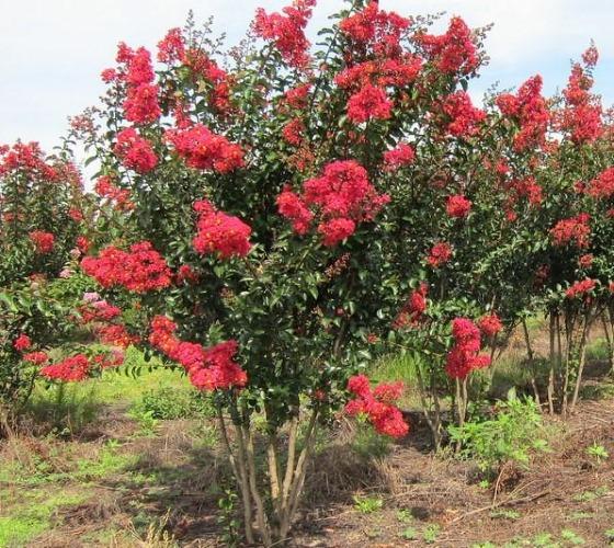 Crape Myrtle Carolina Beauty