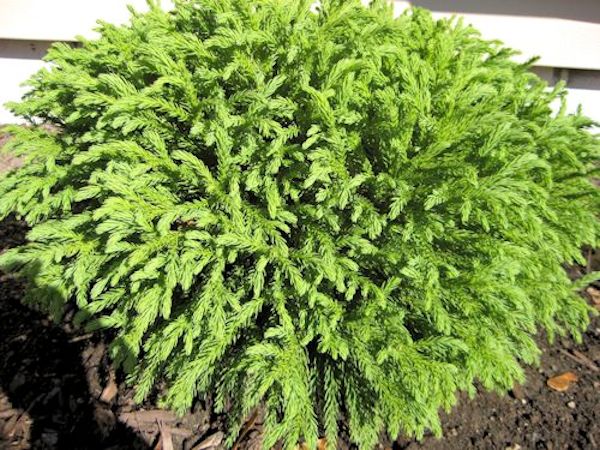 Globosa Nana - Dwarf Exquisite Japanese Cedar