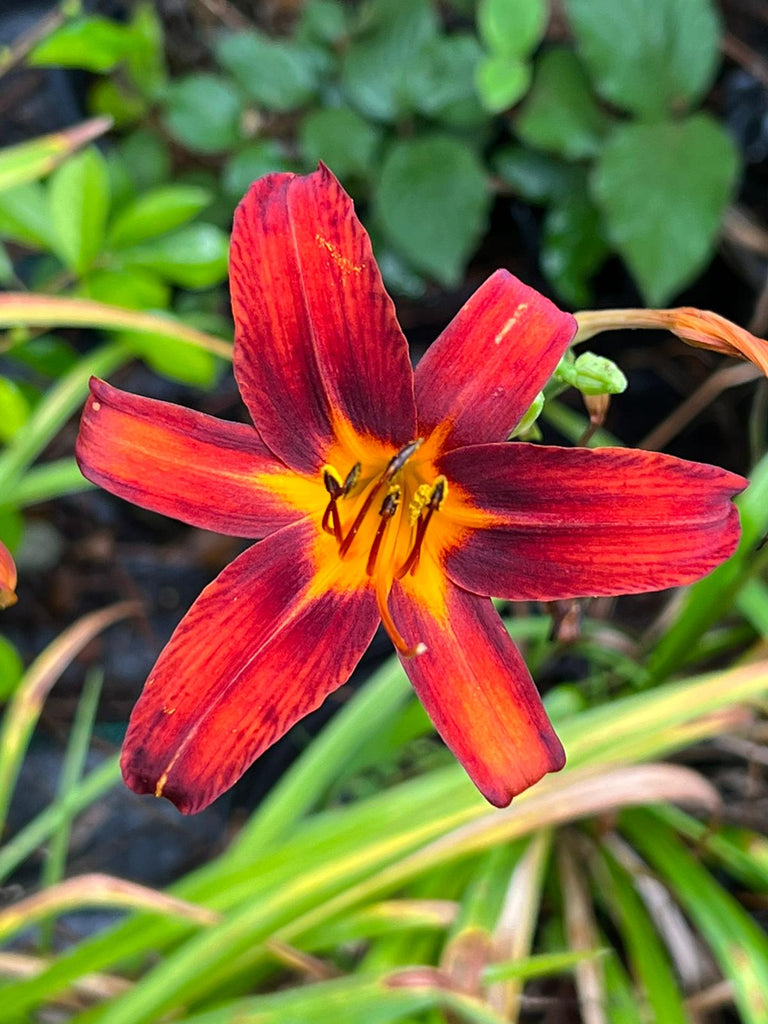 (1 Gallon) Black Prince Lilly Gorgeous Reddish-Black Blooms with Many Buds